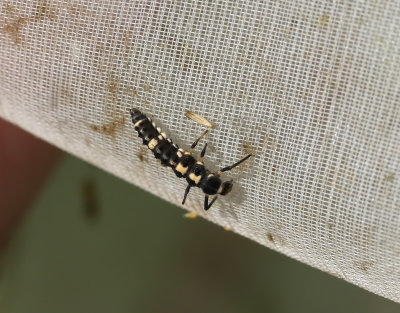 Schackbrdspiga<br>  Propylea quatuordecimpunctata