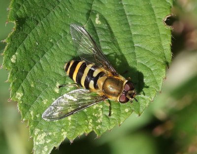 Hårig solblomfluga Syrphus torvus