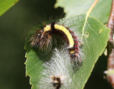 Psiaftonfly  Acronicta psi