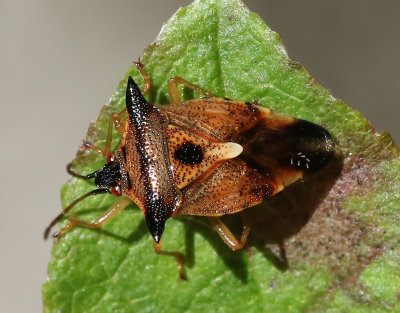 Blåbärsbärfis Elasmucha ferrugata