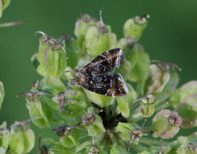 Brunbandad frossörtsmal Prochoreutis sehestediana