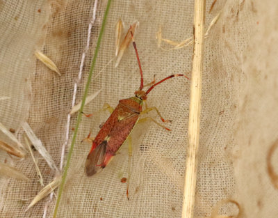 Pantilius tunicatus