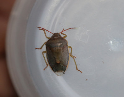 Harrisbärfis Piezodorus lituratus