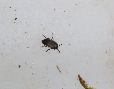 Ptomaphagus subvillosus