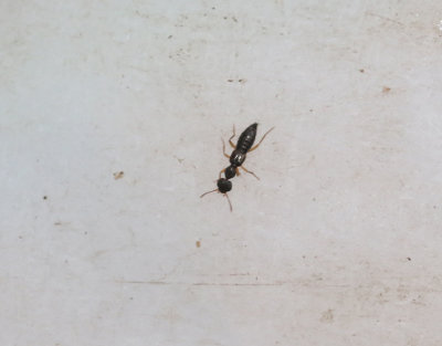 Rugilus erichsonii