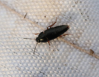 Tachinus rufipes