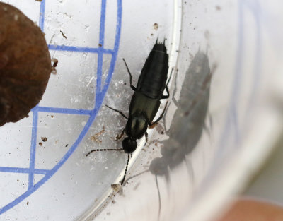 Philonthus cognatus