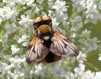 Ectophasia crassipennis