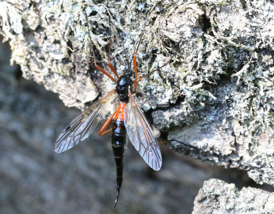 Tanyptera atrata