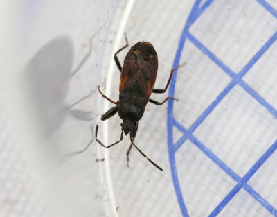 Eremocoris plebejus