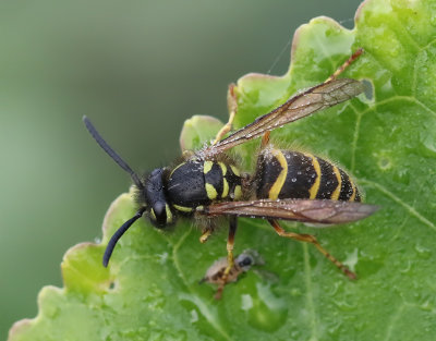 Vanlig geting  Vespula vulgaris