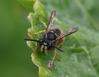Vanlig geting  Vespula vulgaris