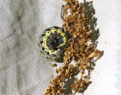 Rdltt slgfly  Orthosia miniosa