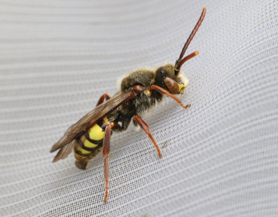Nomada signata
