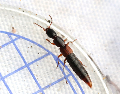 Othius punctulatus