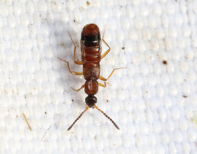Drusilla canaliculata