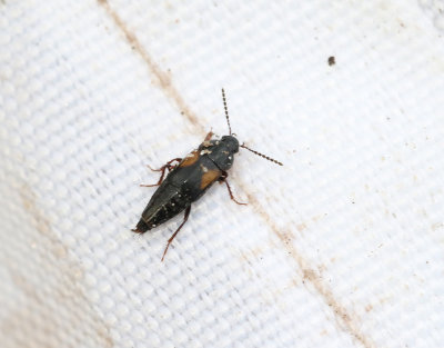 Tachinus subterraneus