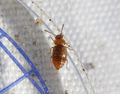 Anthobium unicolor