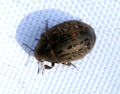 Byrrhus pilula