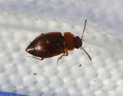 Anthobium unicolor	