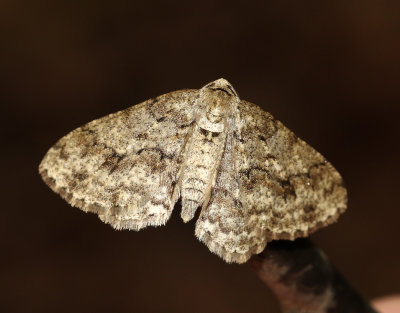 Dubbelvågig lavmätare Ectropis crepuscularia