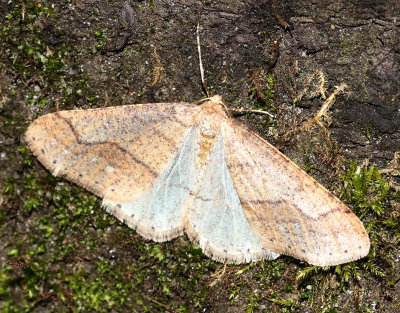 Grågul frostmätare Agriopis marginaria