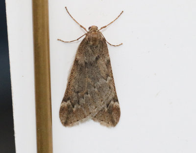 Ullgumpsmätare Alsophila aescularia