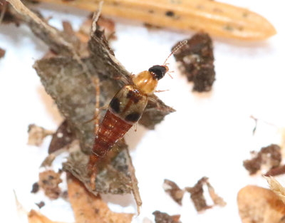 Lordithon trinotatus