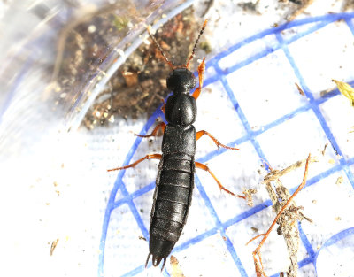 Ocypus brunnipes