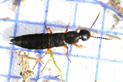 Ocypus brunnipes