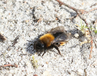 Videsandbi  Andrena clarkella