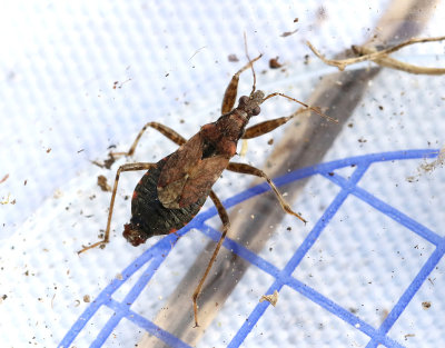 Himacerus mirmicoides