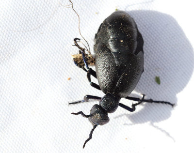 Svart majbagge  Meloe proscarabaeus