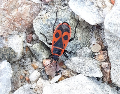 Pyrrhocoris apterus Eldlus