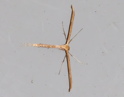 kervindefjdermott  Emmelina monodactyla