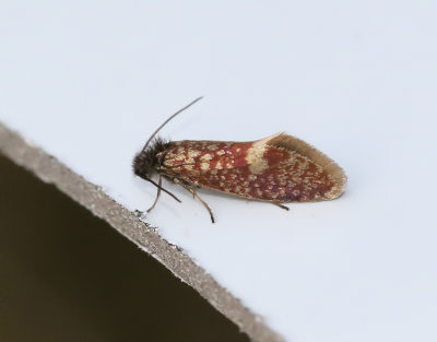 Vårpurpurmal Eriocrania semipurpurella