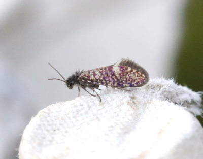 Vårpurpurmal Eriocrania semipurpurella