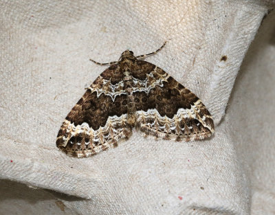 Vågbandad fältmätare Lampropteryx suffumata