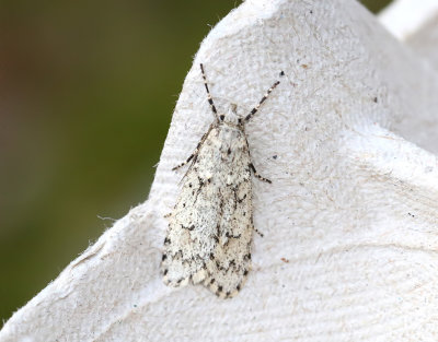 Bokvårmal Diurnea fagella