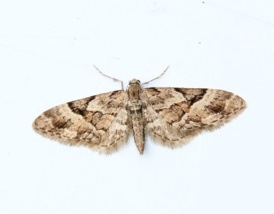 Lansettvingad malmätare Eupithecia lanceata