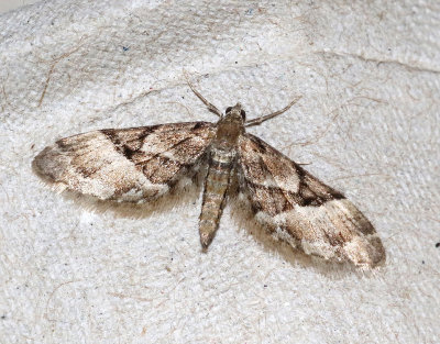 Lansettvingad malmätare Eupithecia lanceata