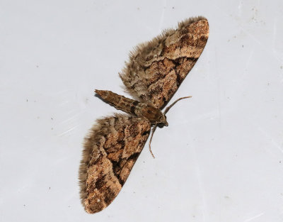 Lansettvingad malmätare Eupithecia lanceata