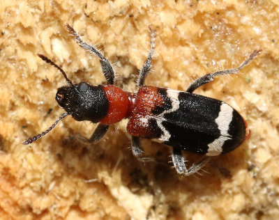 Myrbagge  Thanasimus formicarius