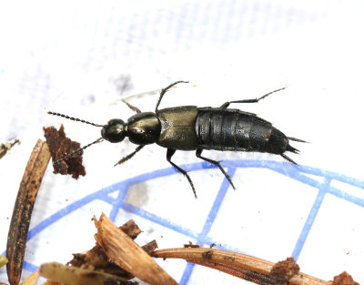 Philonthus cognatus