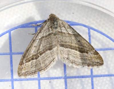 Mellanmätare Phibalapteryx virgata