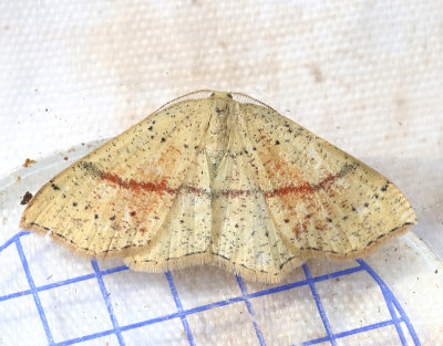 Ekgördelmätare Cyclophora punctaria