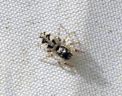 Stamhoppspindel Salticus cingulatus