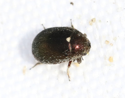 Kulbaggar   Byrrhidae