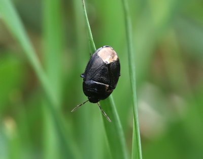 Mindre taggbening Sehirus luctuosus