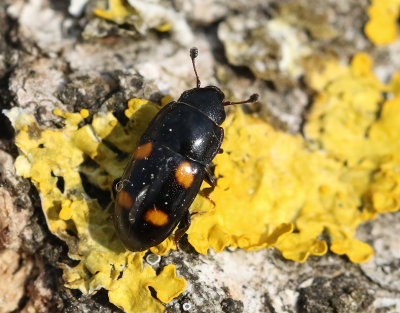 Glischrochilus hortensis